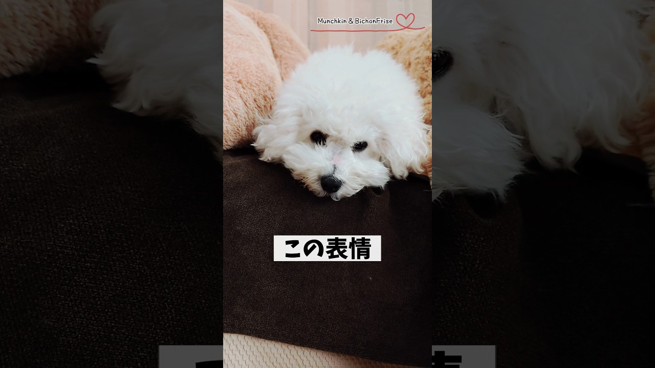 【マンチカン＆ビションフリーゼ】もふ犬がしょんぼりしちゃった理由は… 【犬と猫、両方飼ってると毎日かわいい♥】