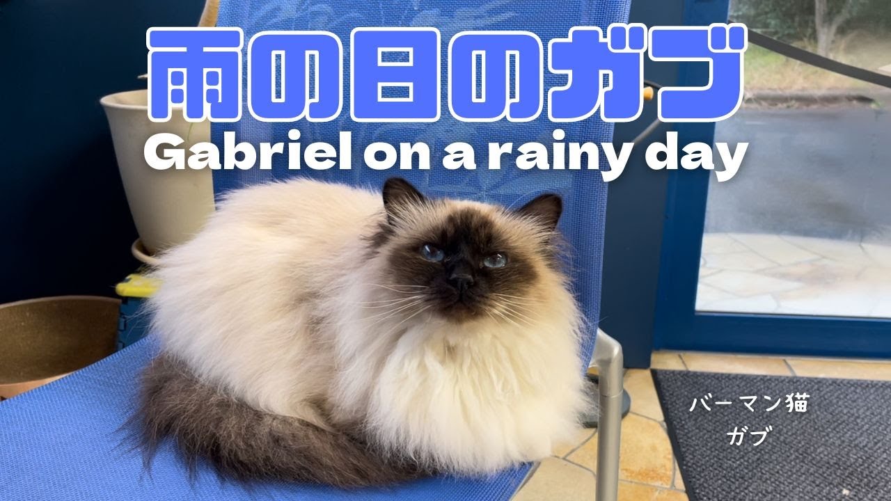バーマン猫ガブ【雨の日のガブ】Gabriel on a rainy day（バーマン猫）Birman/Cat