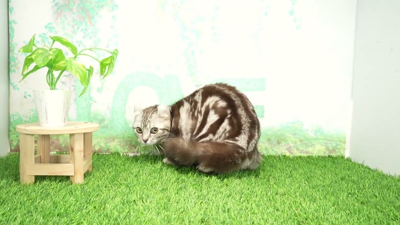 Coo&RIKU　No00674657 アメリカンカール