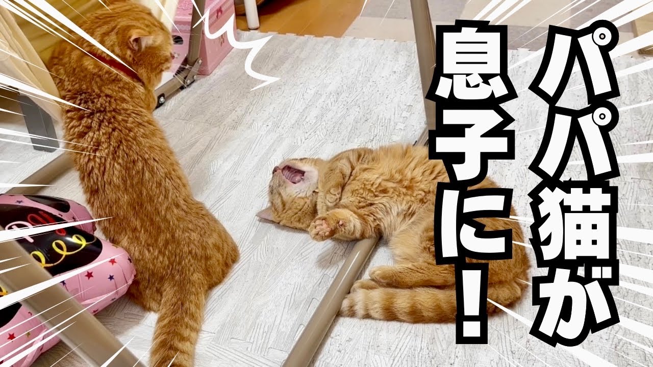 パパ猫が息子に向かって...！ #猫 #マンチカン