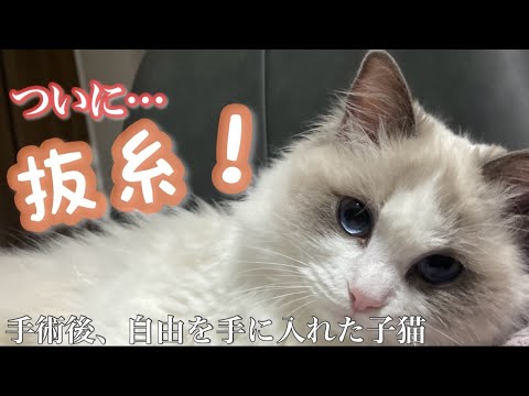 【番外編】子猫のラグドール避妊手術後の経過がこちら