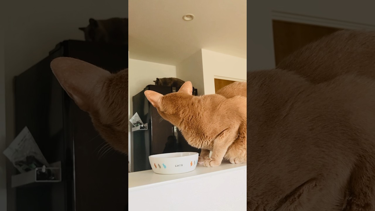 隣の芝生は。。#猫#そらちゃん#こころ#ロシアンブルー#アビシニアン#レッド#フォーン#お手入れ#cat#russianblue#cat#abyssinian#red