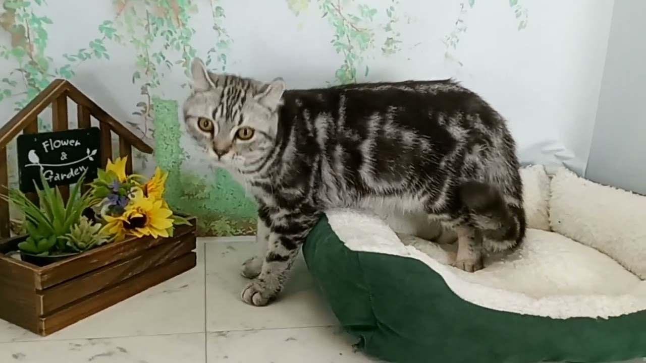 674690 アメリカンカール