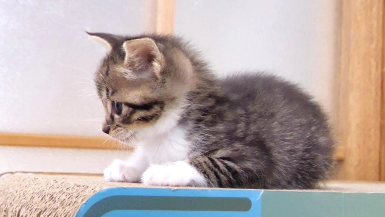 こんなにおとなしそうに見える子猫がこの後大暴れ【赤ちゃん猫　保護猫】
