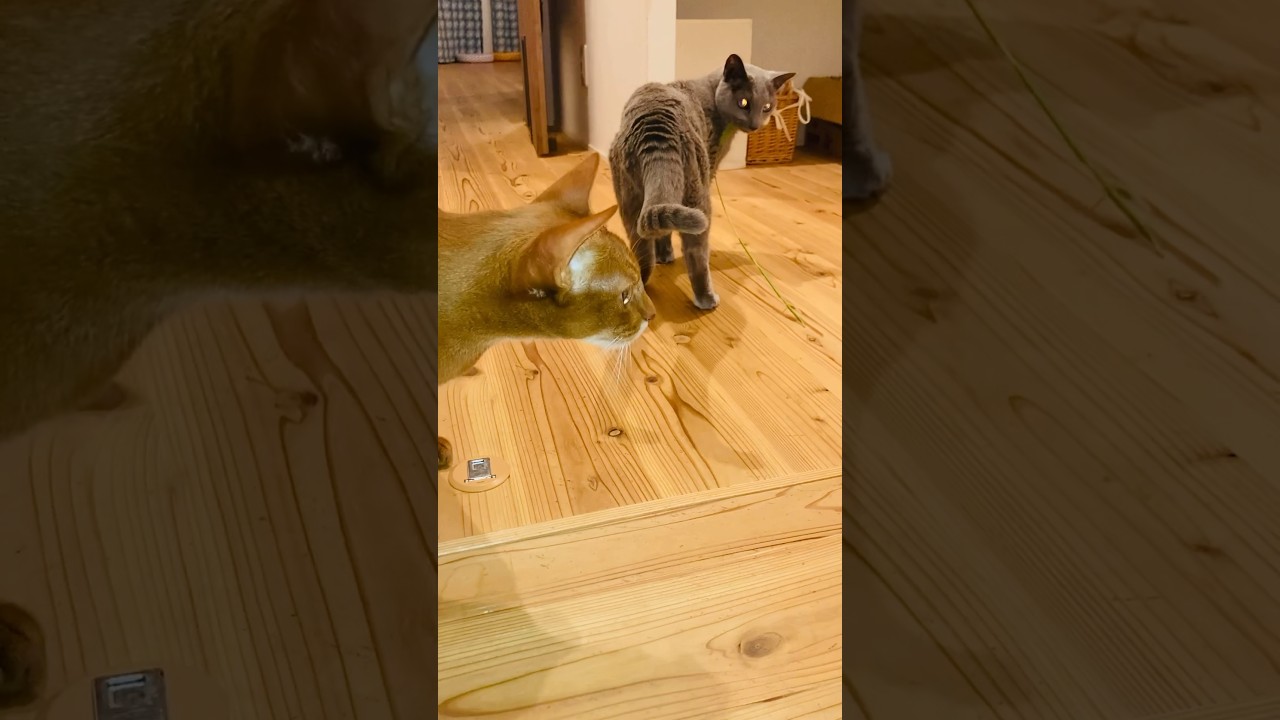 続・本物の猫じゃらし〜#猫#そらちゃん#ロシアンブルー＃ここちゃん#アビシニアン#レッド#猫じゃらし#CatPlay#cat#russianblue#abyssinian#red