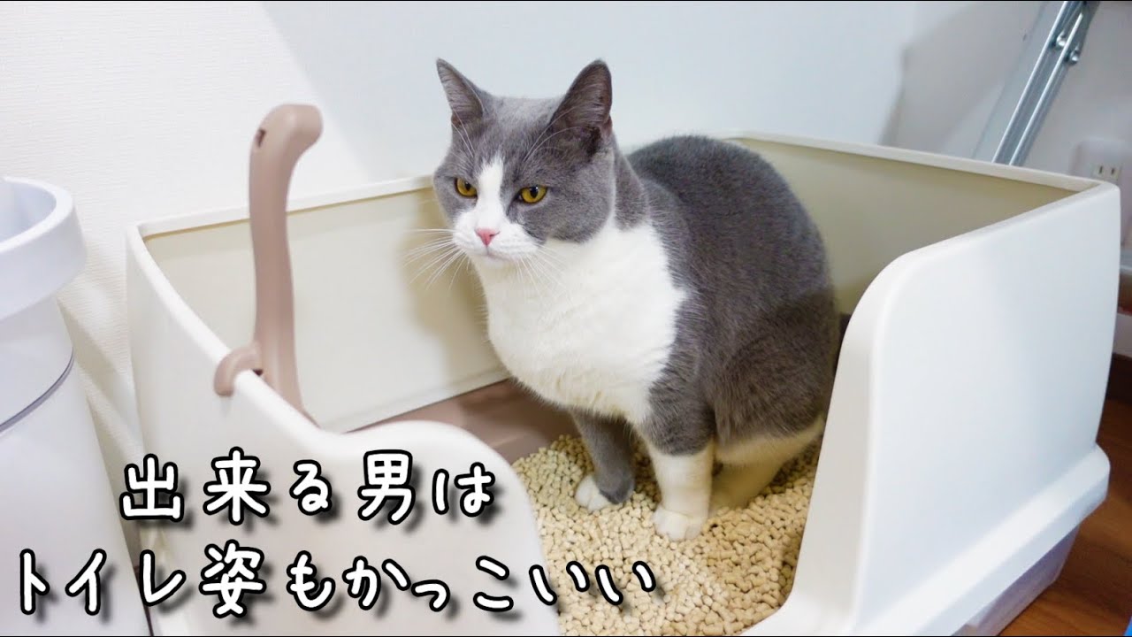 ブリティッシュショートヘアざぶ君のトイレ丸洗いデーにまさかのハプニング(笑)な動画です＾＾