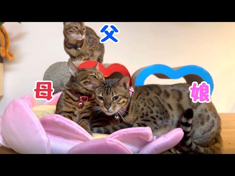 大人になっても親離れできないお嬢猫リン