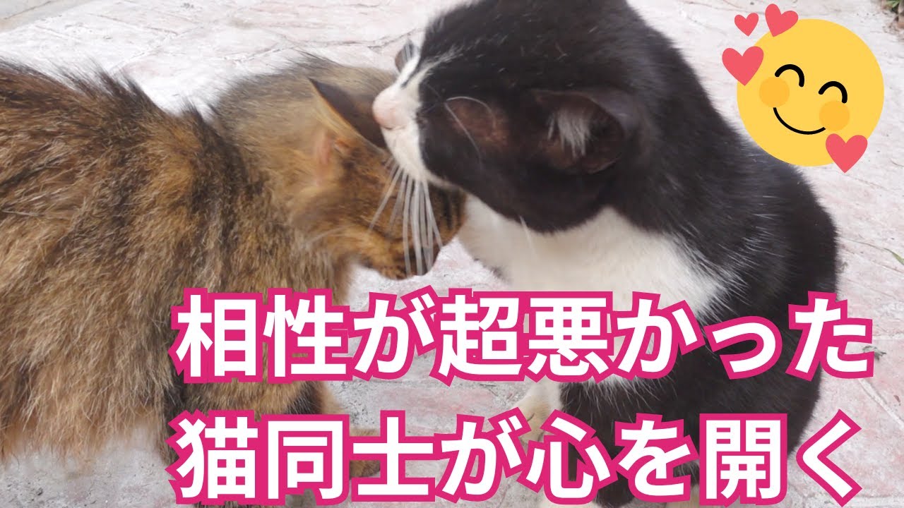 涙と感動！猫に7年目の奇跡が起きた！この光景をずっと待ってた！敵対から仲良しに！