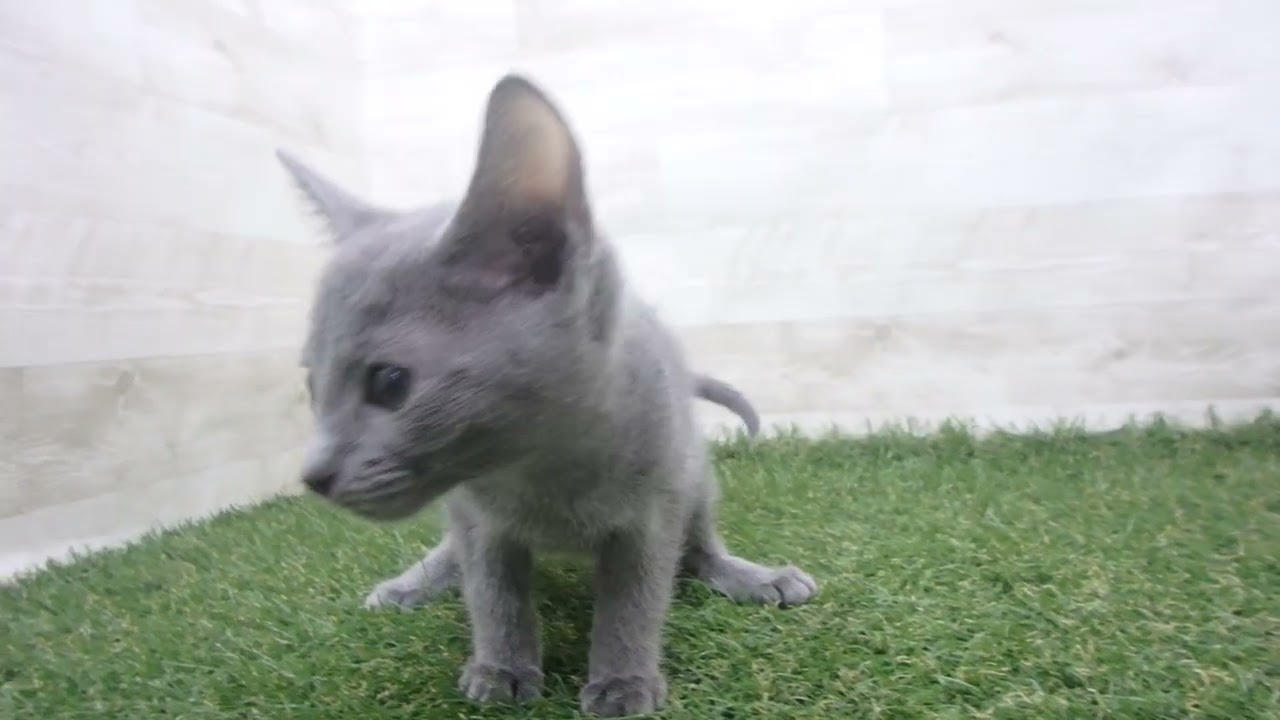 Coo&RIKU　No00675338 ロシアンブルー