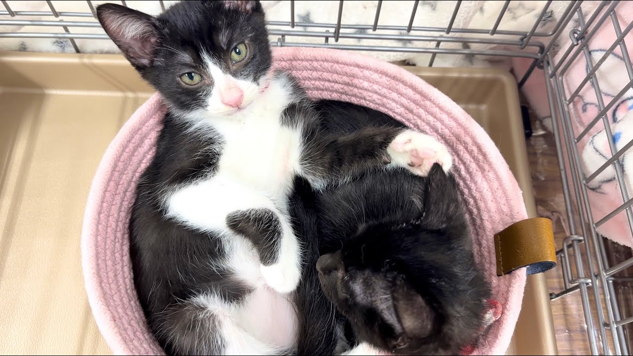譲渡会に初参加！はしゃぎすぎた子猫の結果は‥【ポノfam物語#58】Kittens participating in the transfer event for the first time.