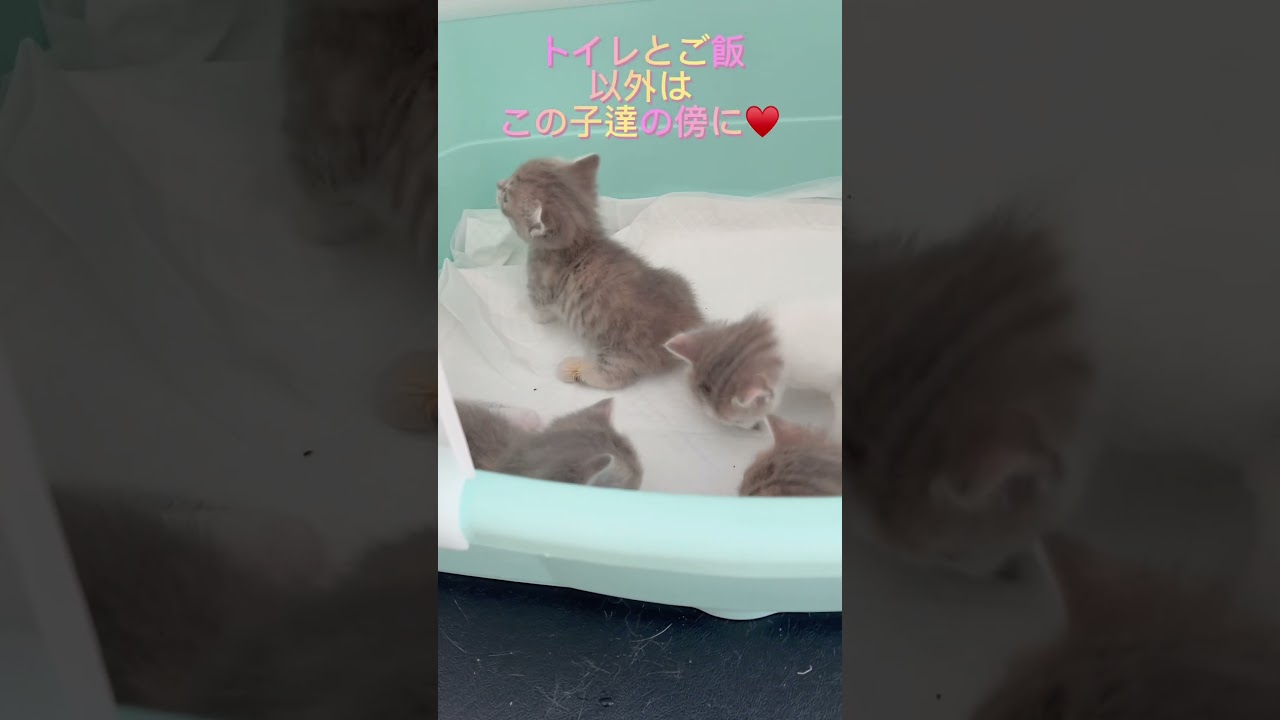 少し成長したマンチカンちゃん♥️ 【お問合せ詳細は説明欄に記載あります】 #ラパーマ #マンチカン #子猫 #猫 #ブリーダー直販 #ミヌエット #猫のいる暮らし #子猫販売 #猫動画