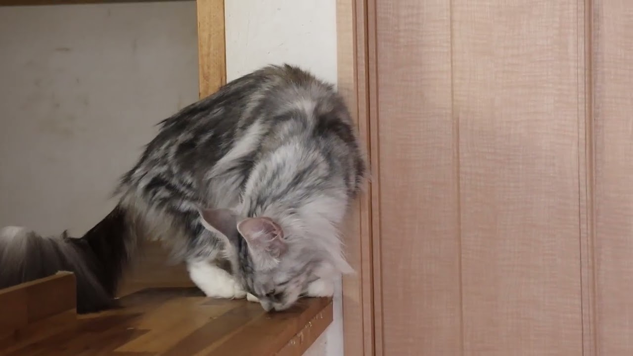 お目々の大きいメインクーン豊玉姫