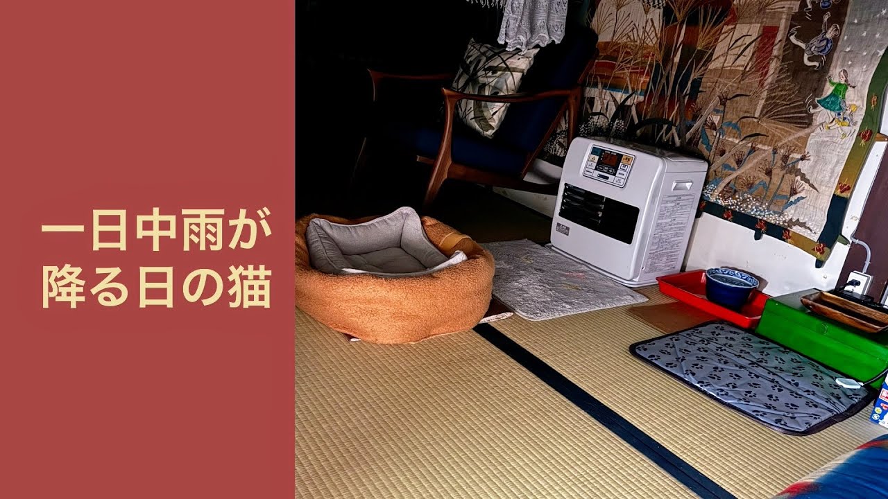 一日中雨が降る日の猫・・・