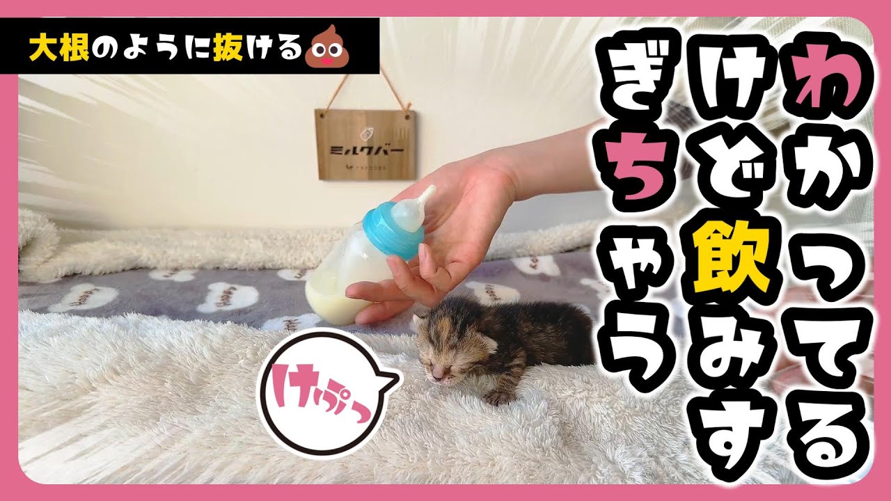 子猫 「すぽーん！」大根のように見事に抜けるウンチ 哺乳瓶でミルクはうますぎて飲み過ぎる【保護猫生活6日目2】