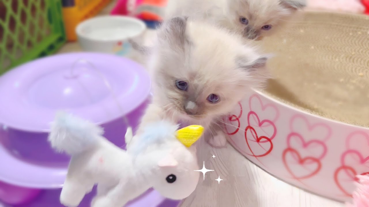 ❄️新しいおもちゃで遊ぶオオヤマネコの子猫達がかわいすぎました🤭【猫 発情期】【ママはラグドール✨パパはオオヤマネコ💪】#猫 #子猫 #ラグドール