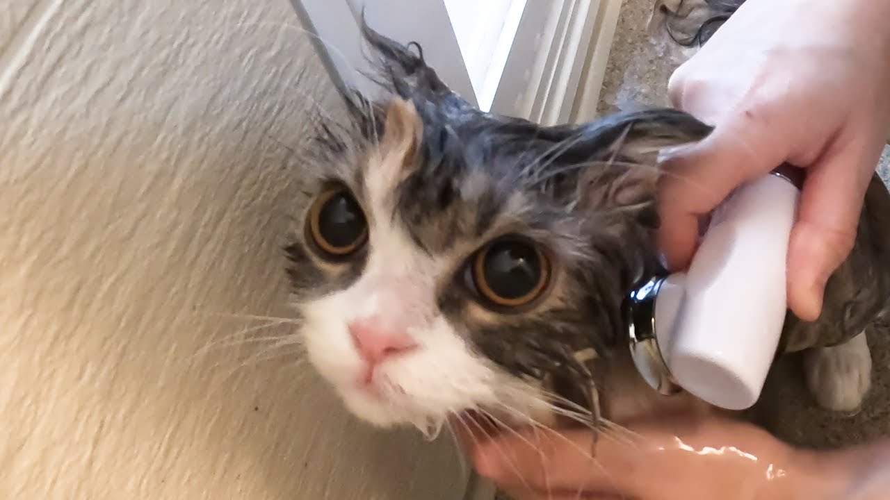 ママさん猫のシャンプー頑張る【ママさん猫のシャンプー②】