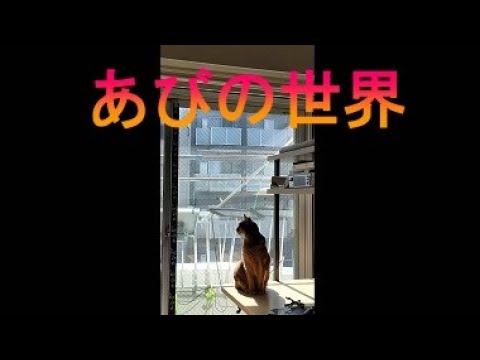 ネコ動画あび＃3565　あびの毎日　アビシニアン　あび