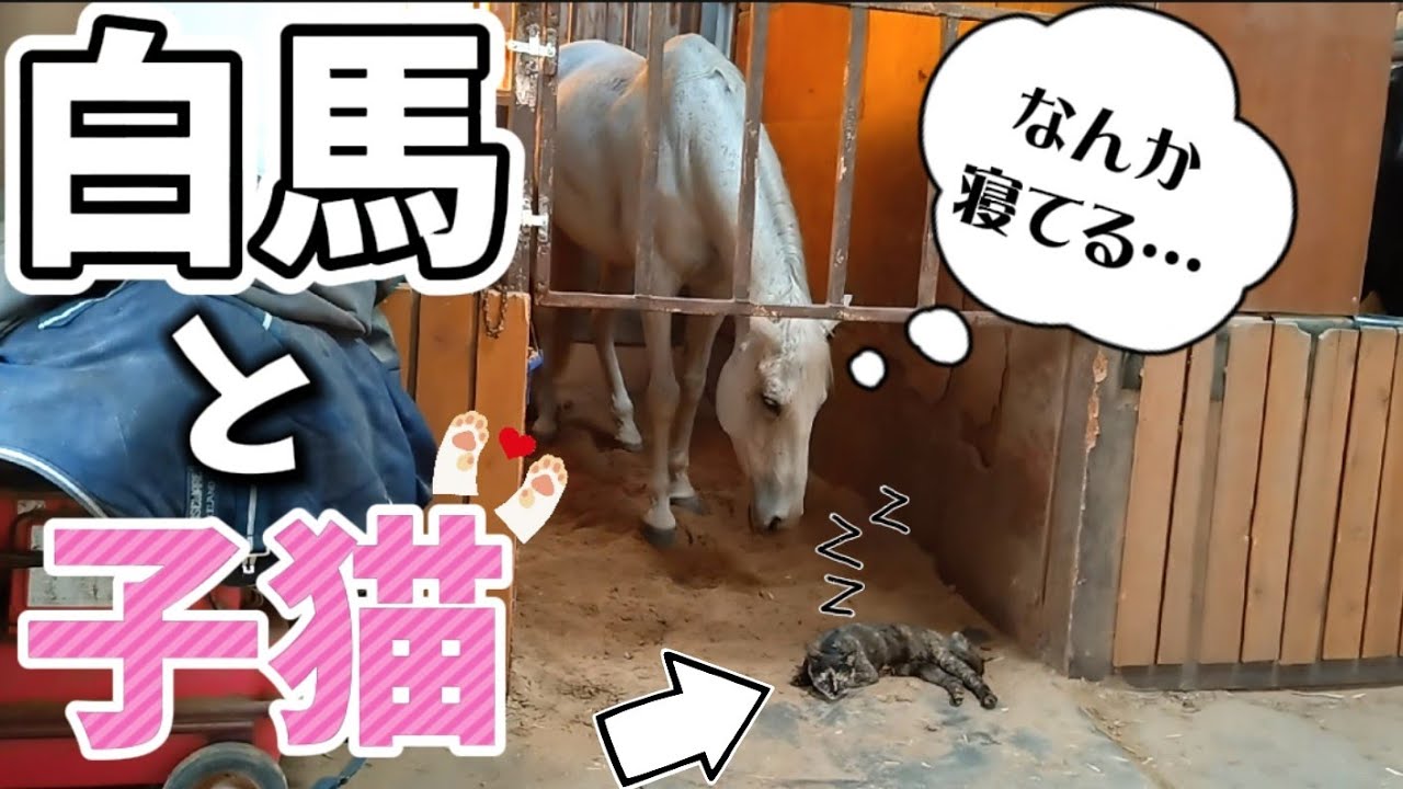 白馬の目の前でいきなり横になり寝る子猫が可愛すぎました…（馬動画短編集）【ツルマルボーイ様のシモベ】