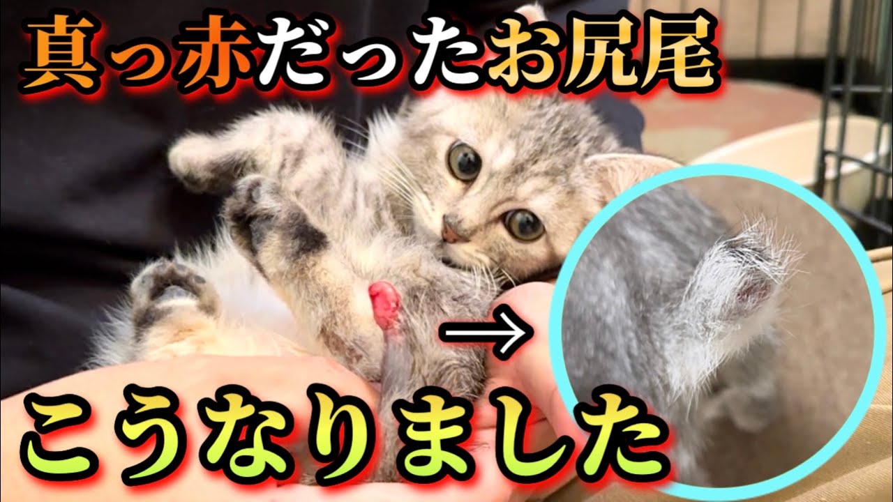 尻尾がちぎれた子猫の保護から3ヶ月…ついに完治！