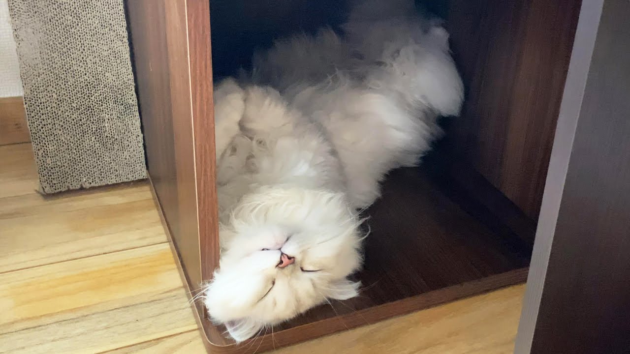 猫の隠れ家を公開する。【ペルシャ猫 チンチラシルバー】