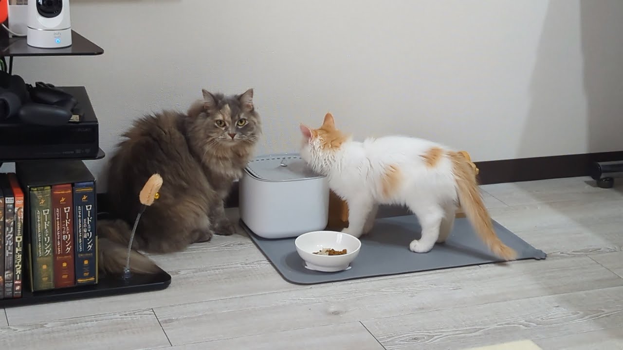 【日常】一緒にご飯食べてるところを撮影しようとしたら気付かれて残念な動画