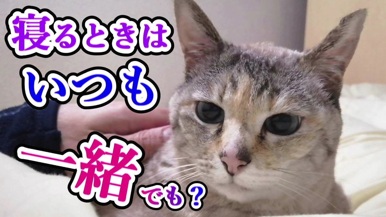 【寝るときは いつも一緒】でも浮かぬ顔のシュリ♀は何かを考えています