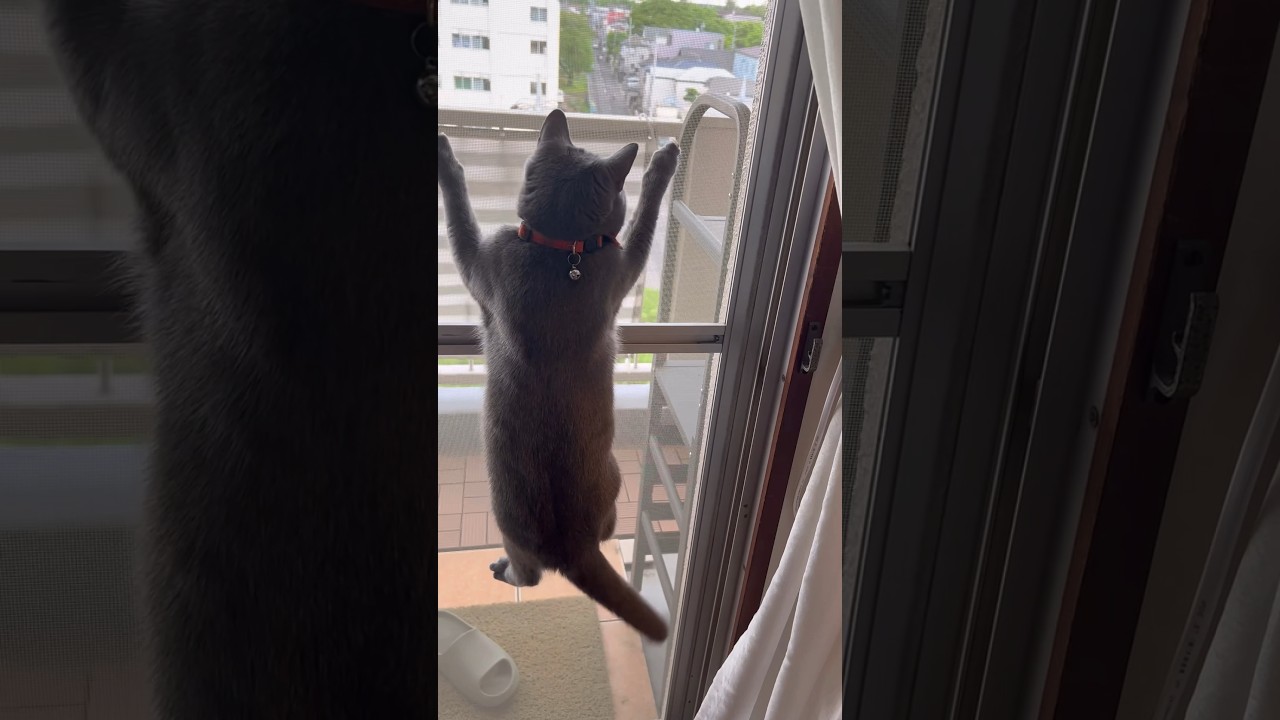 狩り失敗のつむやま〜【シャルトリューつむやまの本当の敵は網戸日記】 #猫好きさんと繋がりたい #シャルトリュー #chartreux #ねこ #ねこのいる生活 #ダンボール #猫網戸 #ねこハウス