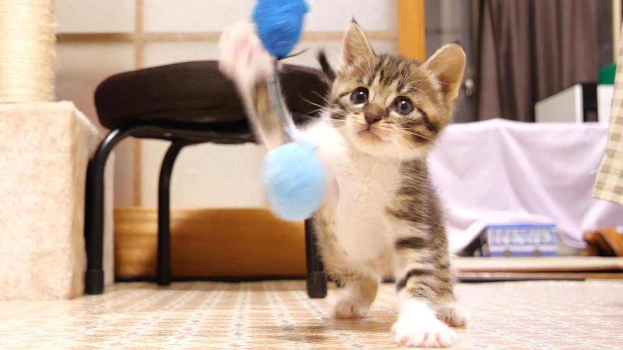 寝起きの子猫を遊びに誘うと猫パンチ【赤ちゃん猫　保護猫】