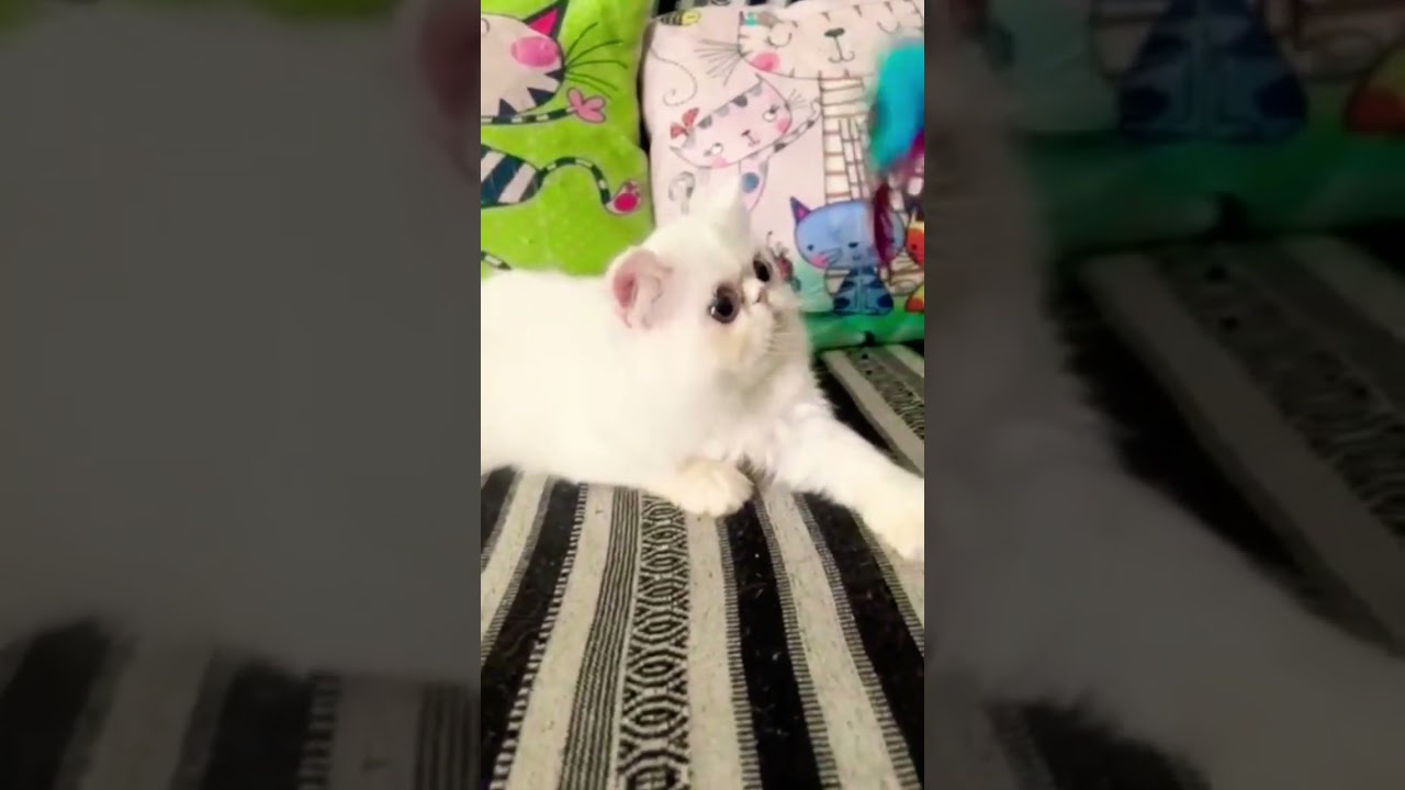 kitty is very funny #kittycat #kitty #cat #catlover #cute