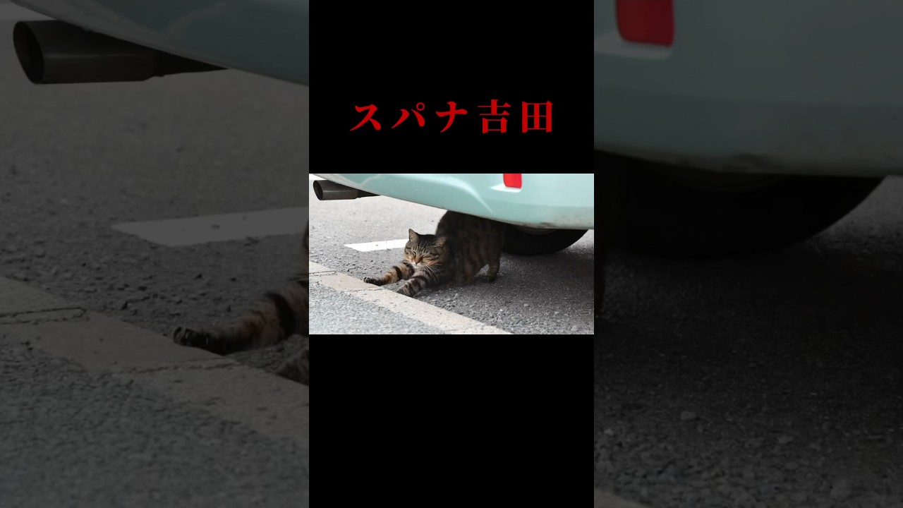ヨシダモータース #猫