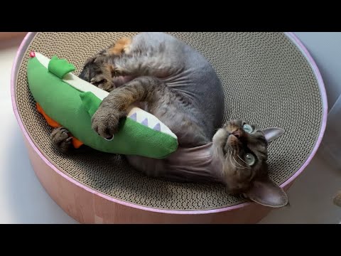デボンレックス弟が日向ぼっこでくつろいでいます(Devon Rex cat basking in the sun)