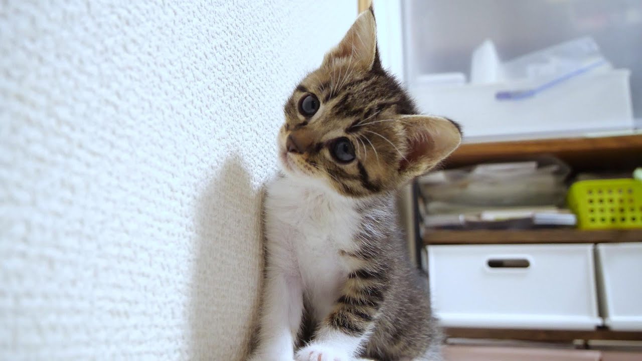 子猫がまた高い所から降りれなくて困惑していました【赤ちゃん猫　保護猫】