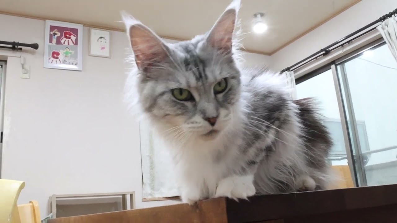 シルバーの美しいメインクーン雛さん