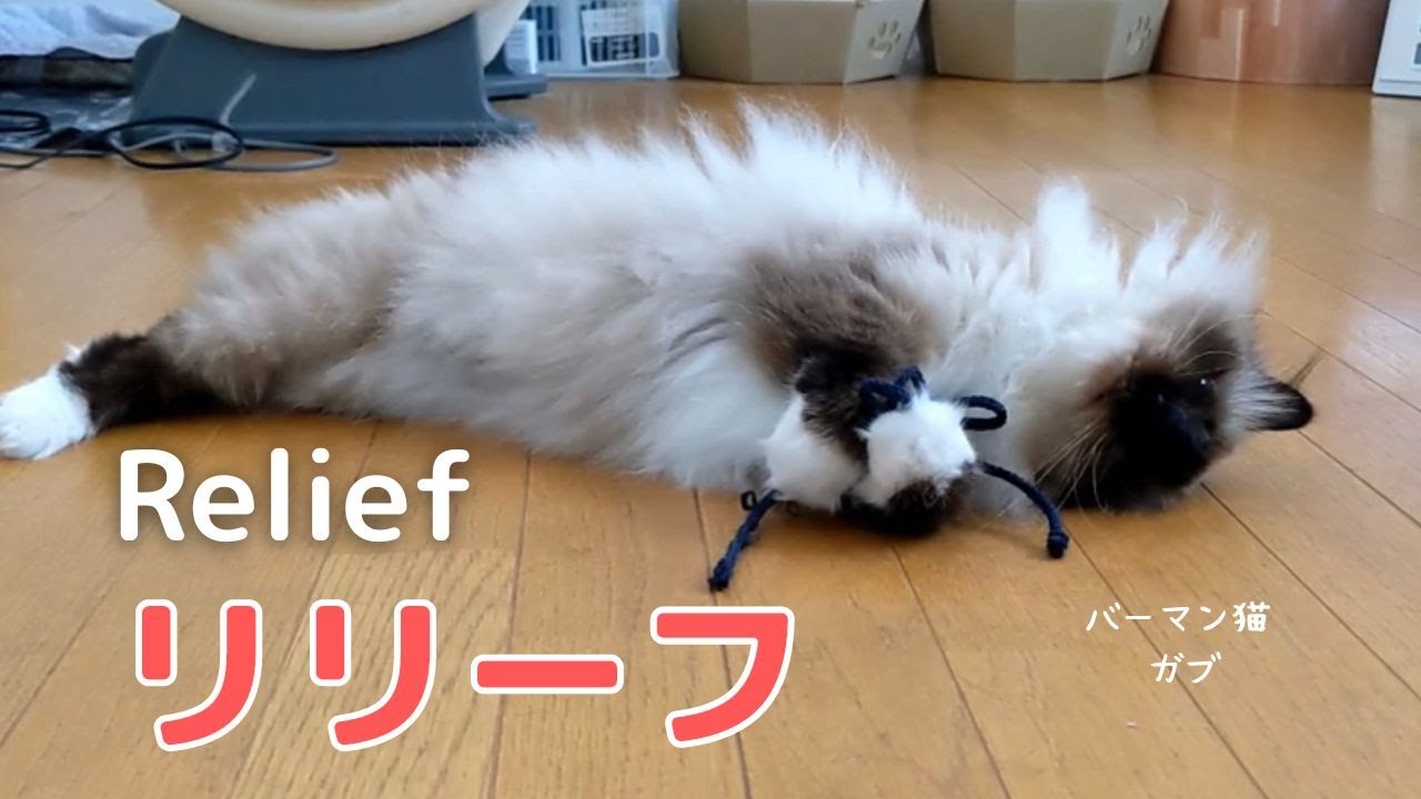 ヒモが大好きなんだニャ【リリーフ】Relief（バーマン猫）Birman/Cat