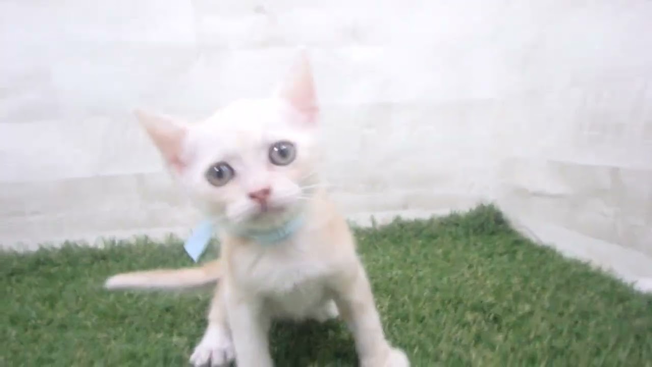 Coo&RIKU　No00675332 アメリカンカール