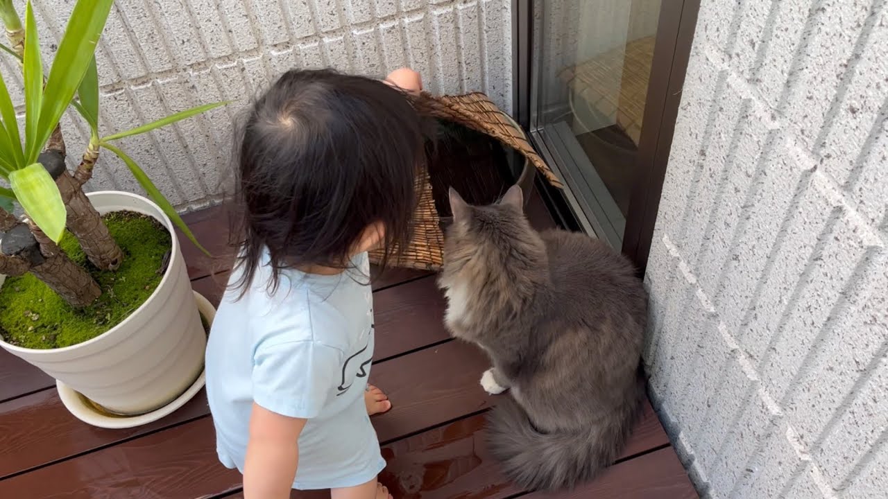 金魚への餌やりを待つ猫　ノルウェージャンフォレストキャット　Cat wants to see goldfish
