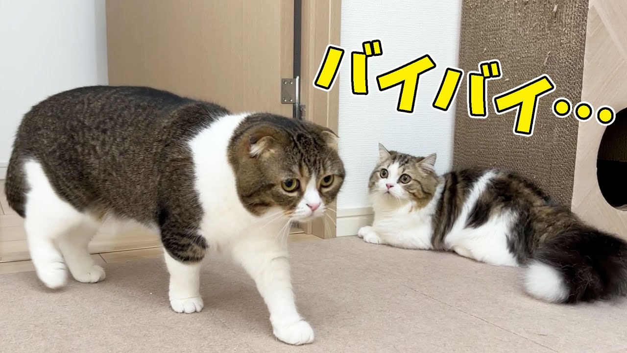 ついに子猫のらいくんとお別れする日がやってきました…