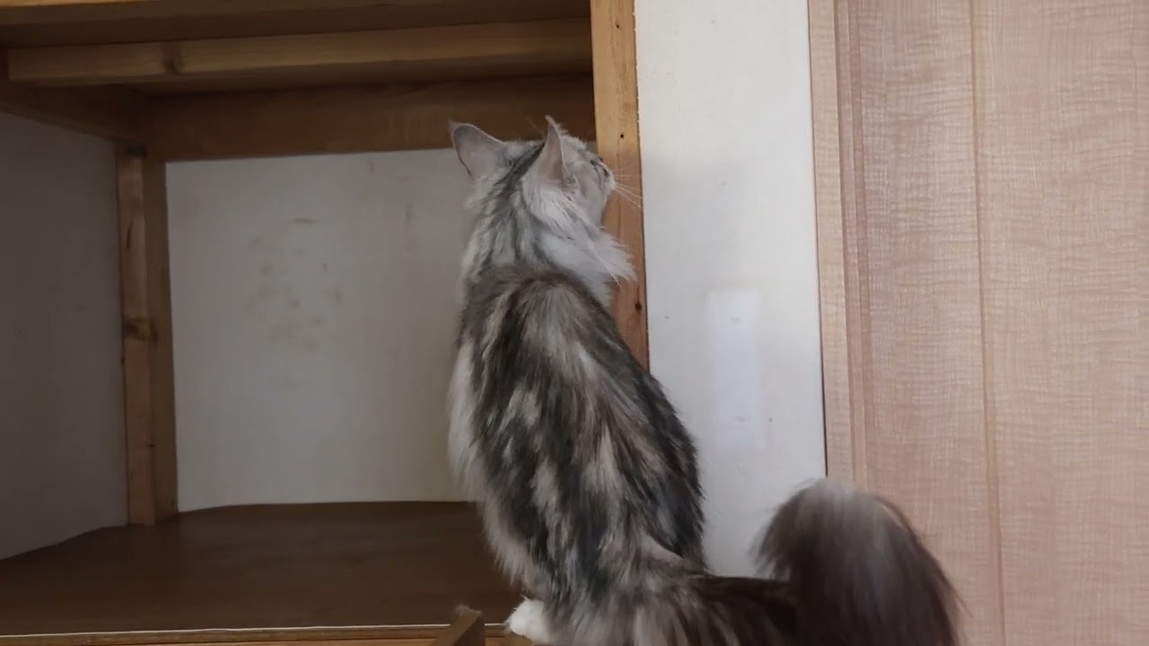 お目々の大きいメインクーン豊玉姫