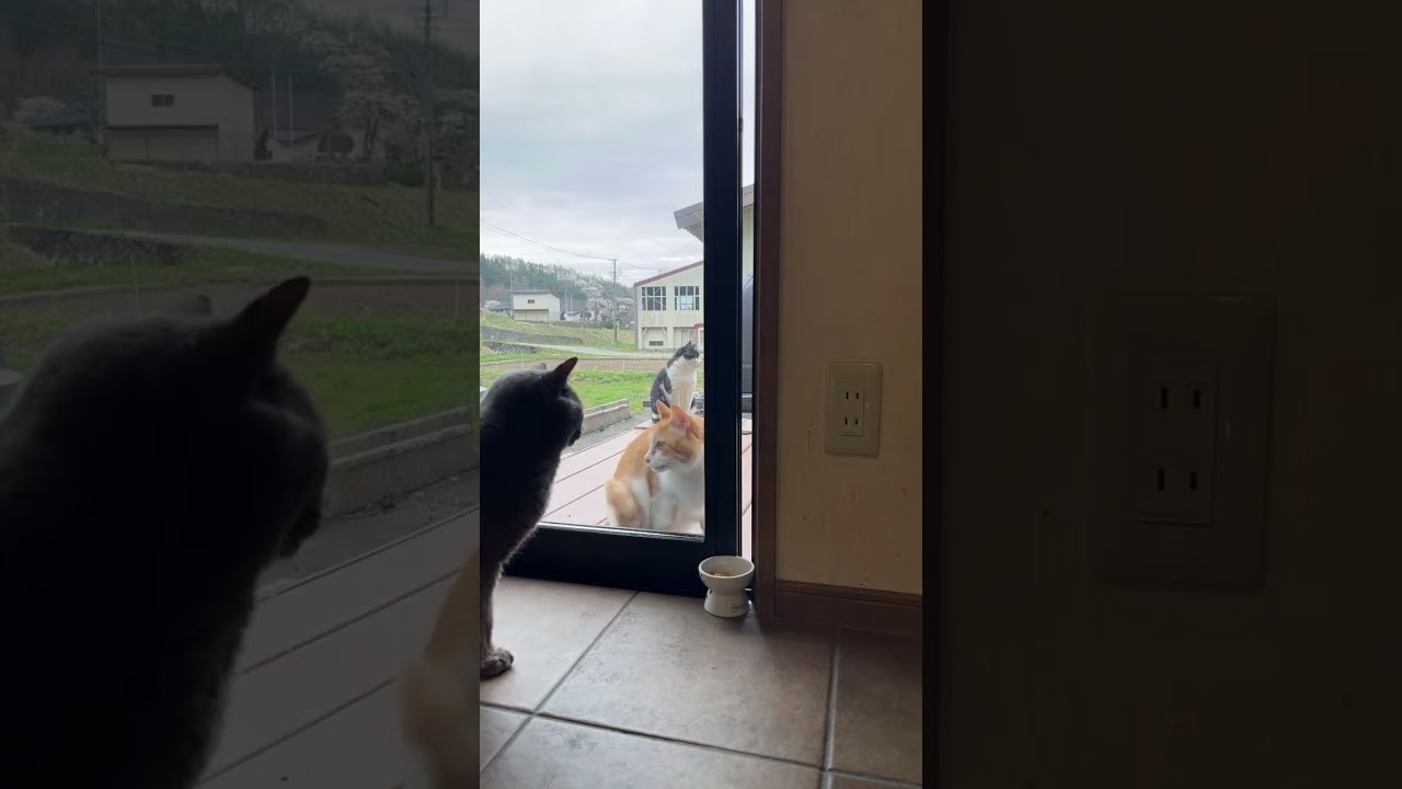 チュール泥棒　茶白シュガー　ロシアンブルー　ハチワレ　ドア開け練習