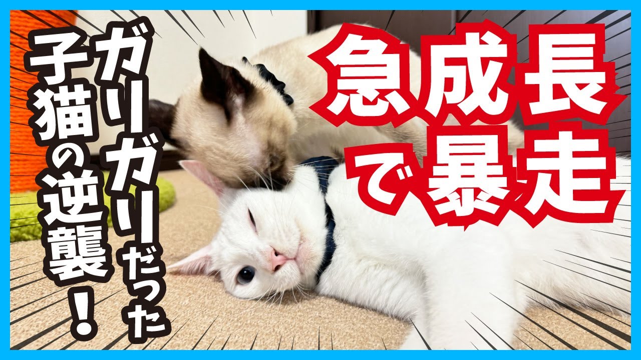 【ガリガリだった子猫が暴走】先輩猫と楽しく駆けっこ！（冬77）