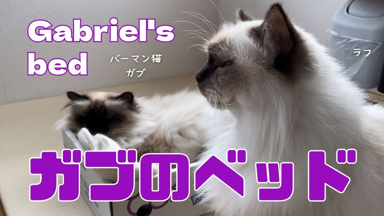 バーマン猫ガブとラフ【ガブのベッド】Gabriel's bed（バーマン猫）Birman/Cat