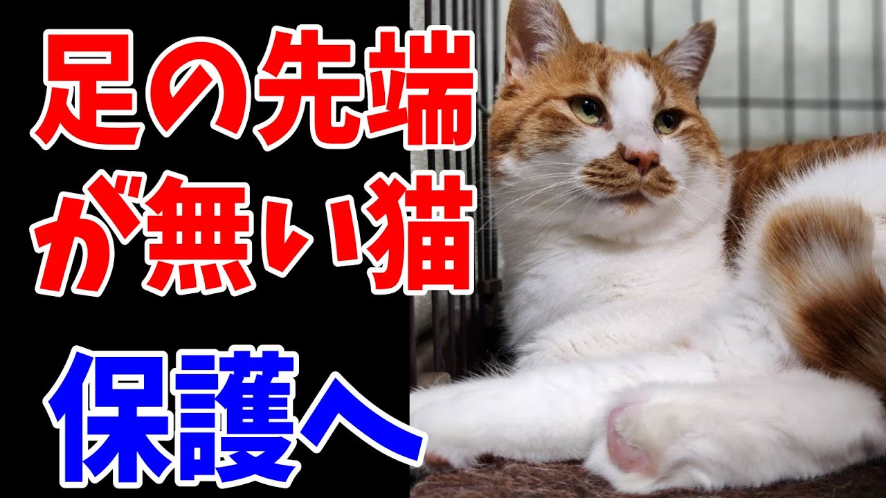 右後ろ足の先端がない猫①トラバサミの被害にあったムーン