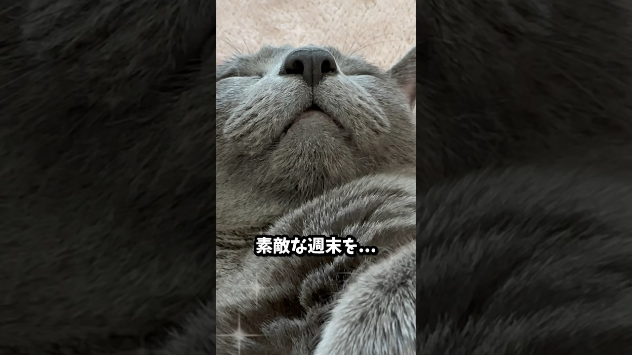 【ロシアンブルー】土曜日の朝です...めろんはいつも通りのルーティーンきっちり守ってます🤗【猫】#shorts