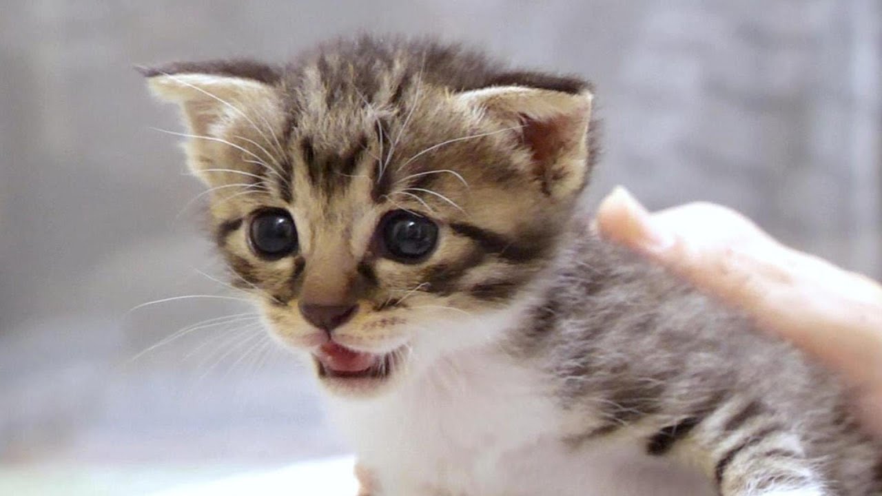 子猫はおじさんの足元にちんまり座って「ごはんを下さい」とカワイイ声でおねだりします【赤ちゃん猫　保護猫】