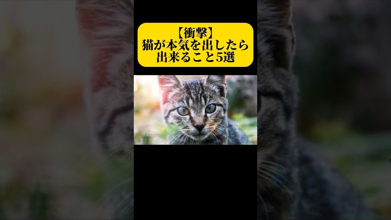 【衝撃】猫が本気を出したら出来ること5選