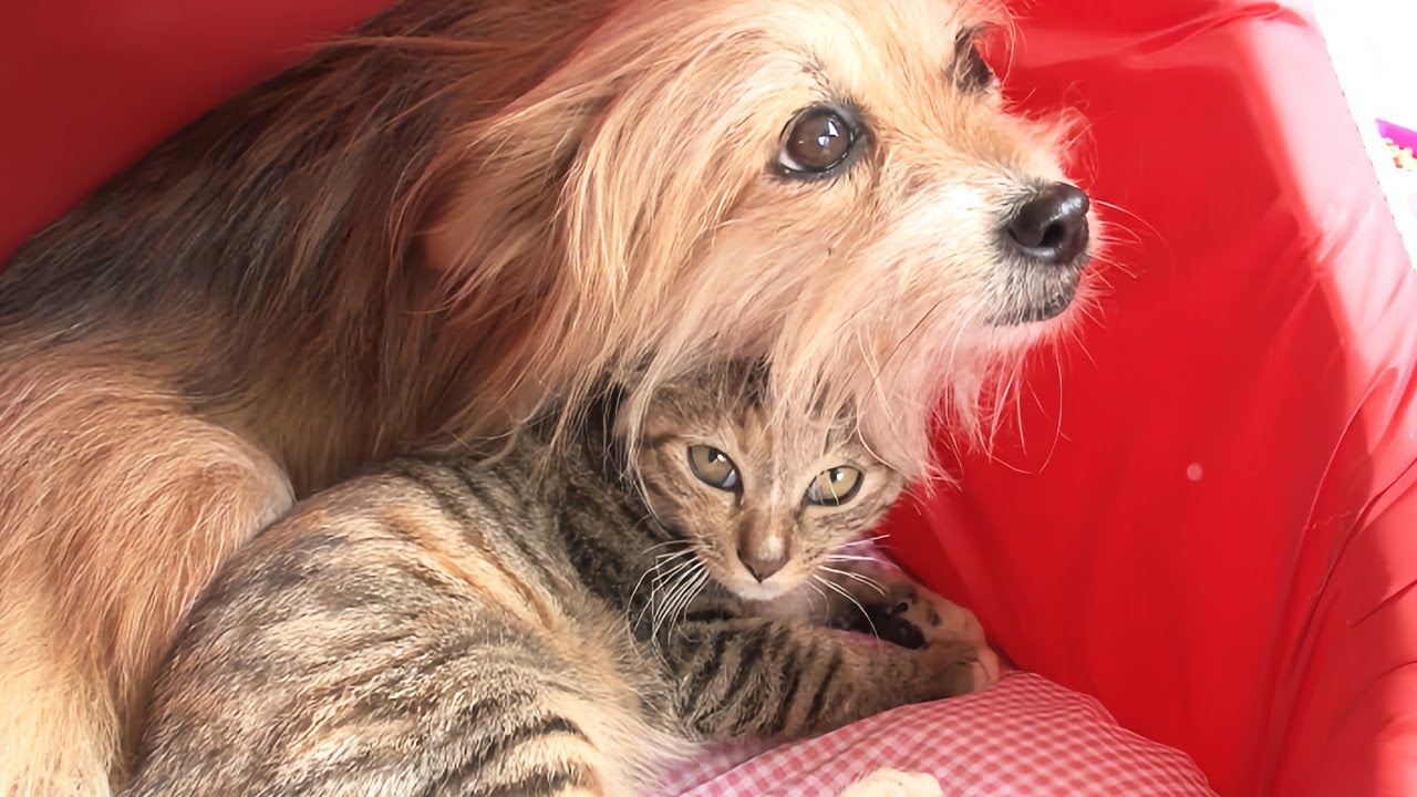 足の不自由な子猫を守り続けた犬。ベッドに寄り添って温め、種族を超えた絆に心温まる【感動】