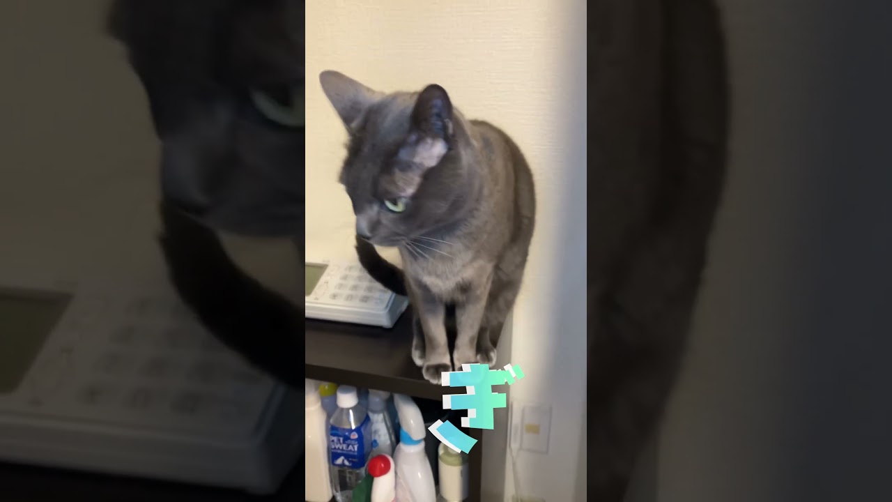 みんな大好き点呼確認 #猫 #ブリティッシュショートヘア #shorts