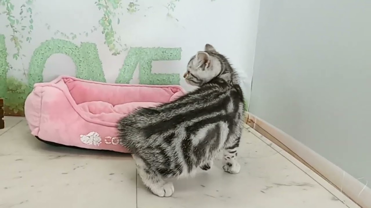 674700 アメリカンショートヘアー.
