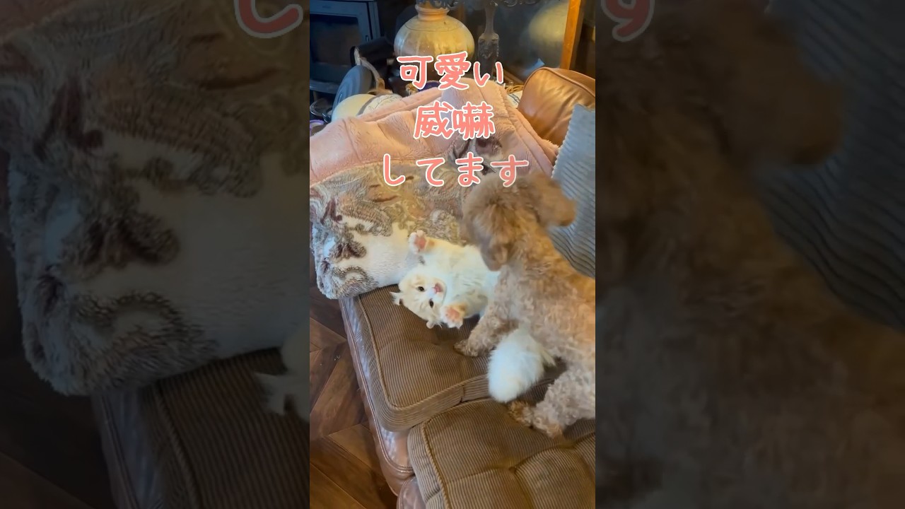 【キンカロー】精いっぱい威嚇をする猫【マンチカール】