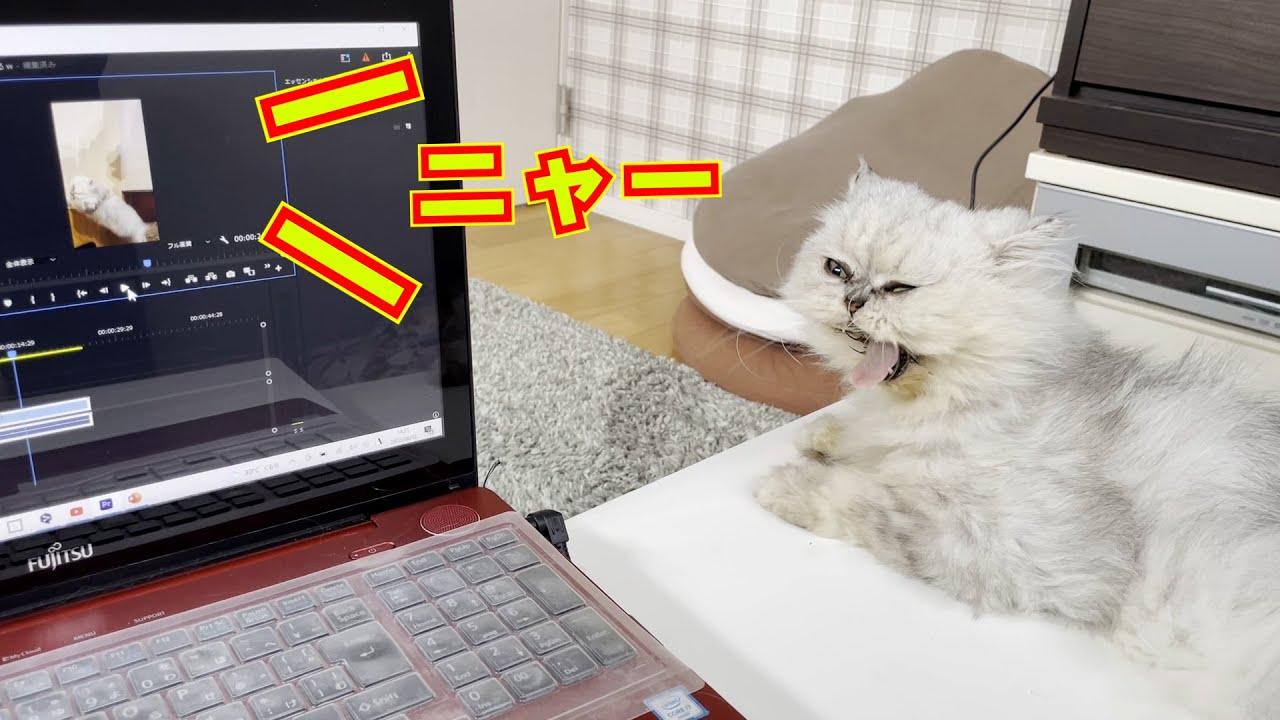 【ペルシャ猫】自分の鳴き声を聞いた猫がこうなりましたｗ